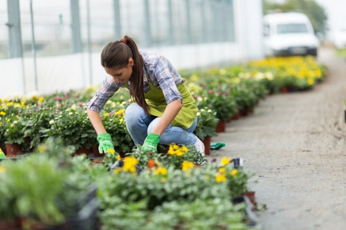A woman wearing a green gardening glove and a yellow apron is kneeling in a greenhouse or nursery setting, tending to potted flowering plants with bright yellow and purple blooms. The background reveals a long row of similar potted plants arranged along a gravel pathway, beneath a large transparent roof structure allowing natural light to illuminate the space. The garden beds are well-organized, with healthy green foliage and soil visible around the plants. The scene reflects professional horticultural work related to garden maintenance and plant care, typical of garden service providers in Marylebone or nearby areas. The environment is clean and bright, emphasizing outdoor and indoor plant cultivation, suitable for landscaping and gardening projects.