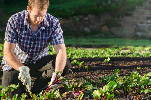 A man with red hair and a beard, dressed in a checkered shirt and dark trousers, is kneeling in a vegetable garden in a residential outdoor space. He is wearing white gardening gloves and using his hands to tend to leafy green plants growing in neat, mulched garden beds with dark, rich soil. The garden features well-maintained rows of vegetables, possibly beetroot or chard, with broad, vibrant green leaves and reddish stems. In the background, there are lush trees and shrubs, providing a natural border to the garden area, and casting dappled sunlight over the scene. The setting appears to be a front or back garden in Marylebone, with a focus on organic gardening or urban cultivation, reflecting professional gardening services offered by Landscapers Marylebone. The garden is well-organized, with clear separation between planting beds and accessible pathways, highlighting quality outdoor maintenance and cultivation efforts under favourable weather conditions with bright, natural lighting.
