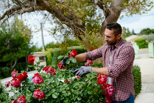 A man with short dark hair, dressed in a checkered shirt and grey gardening gloves, is carefully pruning and tending to a lush, flowering rose bush in a well-maintained front garden. The garden features a neatly trimmed hedge along the sidewalk, with a mix of vibrant red roses and green foliage arranged in a landscaped bed. In the background, there are mature trees with broad canopies providing shade, alongside residential houses with tiled roofs and a clear sky indicating fair weather. The area is illuminated by natural daylight, highlighting the healthy, dense grass lawn and the textured paving pathway leading into the garden. This outdoor space illustrates professional gardening and landscaping maintenance typical in Marylebone, with a focus on flower and shrub care, emphasizing the importance of garden upkeep for homeowners in the local area. Landscapers Marylebone likely provides such detailed gardening services to help maintain this attractive and well-kept front yard.