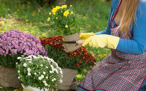 A gardener in a blue long-sleeved top and a red-checkered apron is tending to a garden in Marylebone, placing a potted yellow flowering plant among other vibrant, flowering chrysanthemums in shades of purple, white, and red. The garden features a neatly maintained lawn in the foreground, with lush green grass and a blurred background of additional plants and foliage. The gardener is wearing yellow gloves, indicating careful handling of the plants. The outdoor space appears well-kept and cultivated, consistent with professional gardening and landscaping standards offered by companies like Landscapers Marylebone, ensuring a tidy and attractive landscaped yard or front garden in central London.
