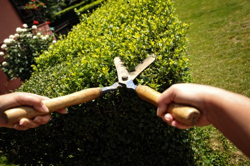The image shows two hands holding gardening shears with wooden handles, trimming a neatly shaped green hedge in a well-maintained garden. The hedge is dense, with small, glossy leaves, and is situated along a lawn area with lush, evenly cut grass. The background features additional garden elements, including flowering plants and possibly a patio or paved area, suggesting a landscaped outdoor space typical of residential gardens in Marylebone or nearby areas. The lighting indicates a bright, clear day, highlighting the vibrant green tones of the foliage and the healthy condition of the plants. The scene emphasizes garden maintenance activities and the importance of regular pruning to promote healthy growth, aligning with professional gardening services provided by Landscapers Marylebone.