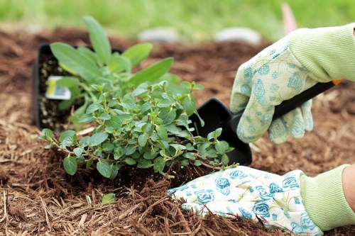 A close-up view of a gardener planting a young shrub with small green leaves into a prepared garden bed. The gardener is wearing light green gloves with blue patterns and is using a trowel to carefully position the plant into the soil. The garden bed is bordered by dark brown, freshly turned soil, and contains a black plastic plant pot from which more young plants are visible. Surrounding the planting area, there is a lush, green grass lawn, suggesting a well-maintained outdoor space typical of residential gardens in Marylebone. The scene reflects careful gardening work focused on landscape planting and shrubbery establishment, illustrating the type of outdoor maintenance services offered by Landscapers Marylebone in the local area near W1 postcode. The natural light indicates a clear day, suitable for outdoor gardening activities, contributing to a tidy, cultivated garden environment ready for further landscaping or lawn care enhancements.