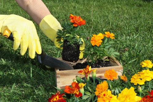A gardener wearing yellow gloves is planting a vibrant orange and yellow flowering plant into a wooden garden bed situated on a well-maintained grassy lawn. The garden features lush green grass in the foreground, with a row of bright, flowering plants arranged around the bed, creating a colorful border. In the background, there are mature trees and shrubbery, contributing to a landscaped outdoor space typical of residential gardens in Marylebone. The scene suggests active gardening work under natural daylight with clear weather, highlighting the textures of the soil, wooden planter, and flowering plant. This image reflects gardening and outdoor maintenance services offered by companies like Landscapers Marylebone, focusing on flower planting and garden enhancement within an urban garden environment.