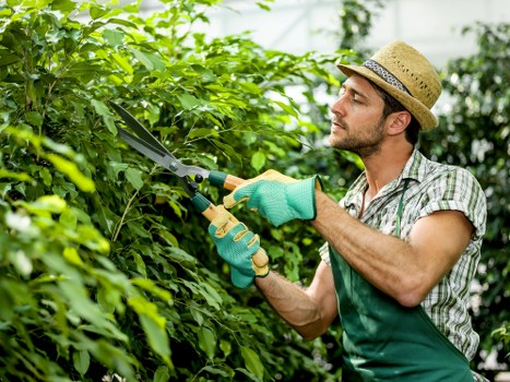 A male gardener wearing a straw hat, green gardening gloves, and a plaid shirt is trimming a lush green hedge in a well-maintained garden. The hedge is dense and healthy, with bright green leaves, and runs along a paved pathway. In the background, additional garden elements such as trees and shrubs are visible, creating a layered landscape. The garden features a neatly edged grass lawn and various plants, with natural sunlight illuminating the scene under a clear sky. The gardener is using pruning shears to carefully shape the hedge, demonstrating outdoor gardening maintenance typical of a residential or outdoor communal area in Marylebone. The setting emphasizes tidy landscaping and plant care, aligning with professional gardening services offered by Landscapers Marylebone, focusing on garden upkeep and safety in outdoor spaces.