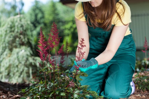 A woman kneeling in a landscaped garden area in Marylebone, wearing teal gardening overalls and grey gloves, tending to a flower bed with tall pinkish-purple flowering plants. The garden features a well-maintained lawn with dense, green foliage and neatly trimmed hedges in the background, along with a shaded patio or shed structure. The scene appears to be outdoors on a partly sunny day, with natural light illuminating the plants and the gardener's work. The garden exhibit a mix of natural turf, soil, and ornamental plants, reflecting a thoughtfully designed outdoor space suitable for landscaping and garden maintenance services provided by landscapers in Marylebone.