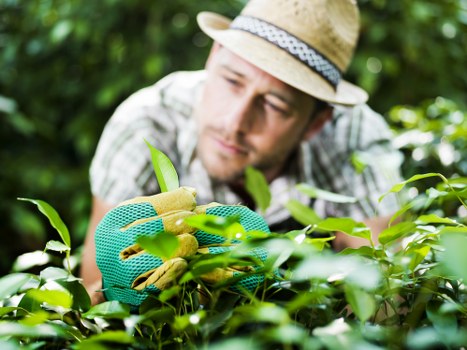 A gardener wearing a straw hat, light-colored shirt, and green gardening gloves is tending to a lush, well-maintained garden in Marylebone. The focus is on their hands carefully trimming or pruning a dense shrub with glossy green leaves. The garden features a neatly edged lawn in the foreground, with a variety of plants and small bushes arranged along the borders. In the background, there are taller trees and foliage that provide shade and natural scenery. The scene is set outdoors on a bright, possibly sunny day, with natural light illuminating the vibrant green tones of the garden. This image highlights professional gardening work, including plant maintenance and landscaping elements typical of a well-cared-for residential outdoor space, consistent with services offered by Landscapers Marylebone in the local area near postcode NW1, supporting high-quality garden design and upkeep in the Marylebone district.