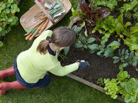 A woman with light brown hair tied back, wearing a bright yellow sweater, blue jeans, and red rubber boots, is kneeling on a well-maintained grassy lawn in a garden. She is planting or tending to a raised bed containing a variety of leafy green vegetables and plants, which are lush and vibrant in shades of green and purple. The garden features a neat wooden border around the vegetable patch, with dark rich soil clearly visible inside. Nearby, gardening tools including a wooden tray with small spades and gardening stakes are placed on the grass, suggesting active outdoor maintenance. The backdrop displays more garden foliage, indicating a thoughtfully cultivated and organized outdoor space. The natural daylight and slightly cloudy sky contribute to a soft, diffuse light that highlights the textures and colors of the plants and garden surface, reflecting a typical setup for gardening work in Marylebone or similar UK locations, supporting local gardening and landscaping activities provided by Landscapers Marylebone.