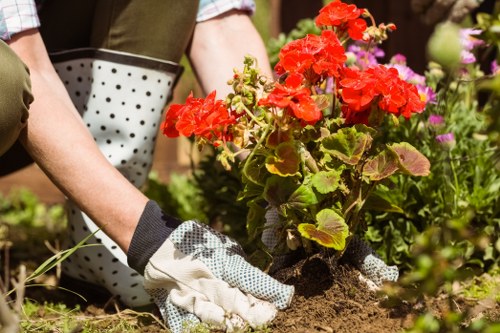 A gardener wearing gardening gloves is planting a vibrant red geranium in a well-maintained garden bed. The garden features a lush, green lawn with dense grass, bordered by a mix of flowering plants, small shrubs, and leafy foliage. In the background, there are mature trees with broad canopies providing dappled sunlight, and a paved patio area with decking visible near the edge of the garden. The scene is set outdoors on a bright, slightly cloudy day, with natural light highlighting the rich colours of the flowers and foliage, creating a welcoming and professionally maintained outdoor space typical of a residential garden in Marylebone. The gardener's focus on planting reflects comprehensive garden care services offered by Landscapers Marylebone in the local area, supporting tidy, vibrant outdoor environments for homeowners.