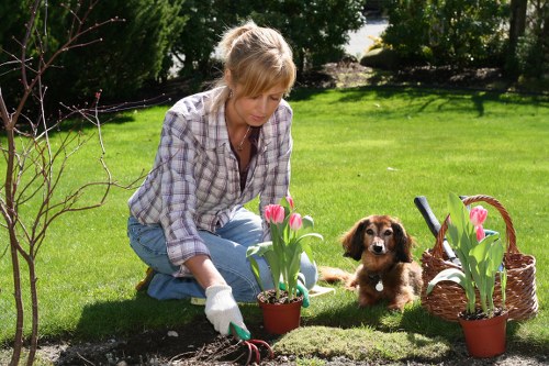 A woman with blonde hair, dressed in a plaid shirt and blue jeans, is kneeling in a well-maintained garden lawn, planting pink tulips in a small terracotta pot. She is wearing gardening gloves and appears focused on her task. Next to her, a small brown puppy with floppy ears is sitting on the grass, observing her. The garden features a vibrant, evenly cut green lawn, with a neat border of soil prepared for planting. In the background, there are lush green trees and shrubs, providing a natural backdrop and shade. To her right, there are additional potted tulips, a basket, and gardening tools, indicating ongoing planting activities. The scene is bathed in bright natural sunlight, suggesting a clear, mild day, with the outdoor environment designed for gardening and lawn care, consistent with services offered by Landscapers Marylebone in the Marylebone area.